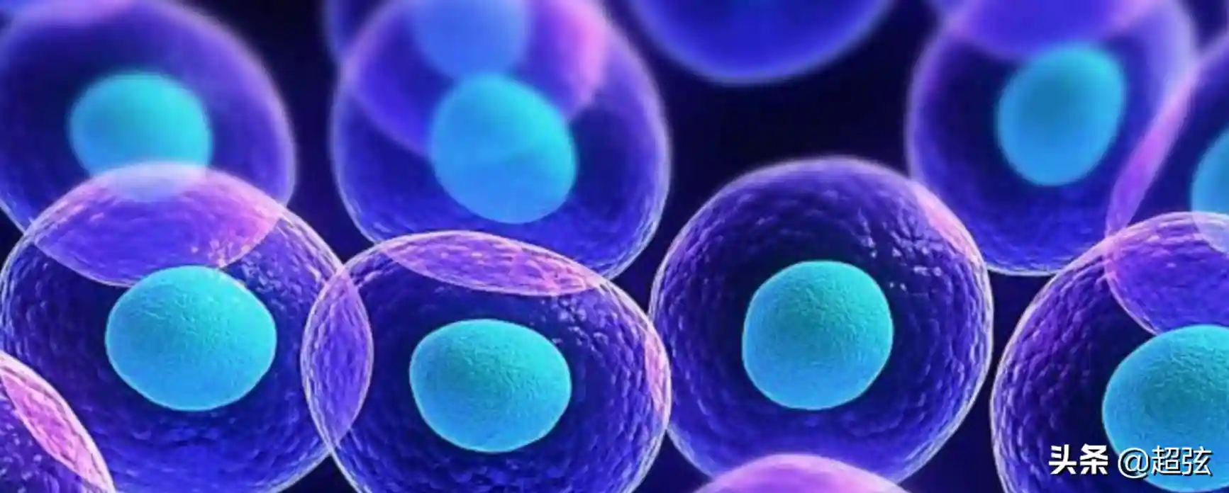 干细胞是怎么“忘记过去”的？最新研究揭示了答案