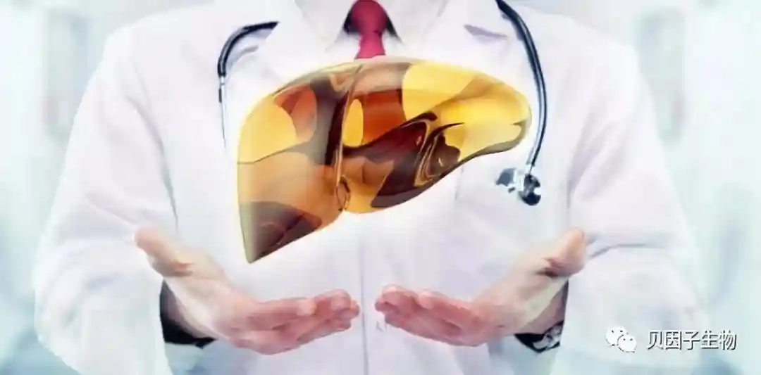 干细胞治疗肝硬化最新临床进展