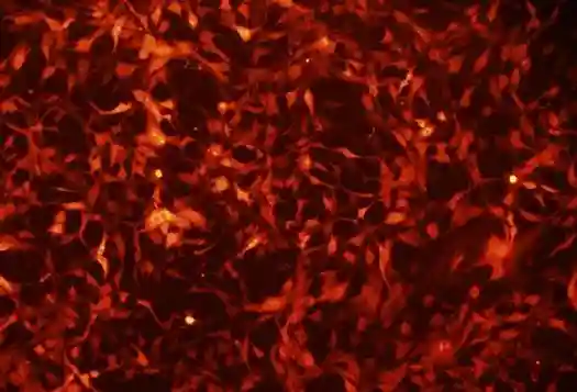 为什么要储存干细胞？预防重大疾病再造器官