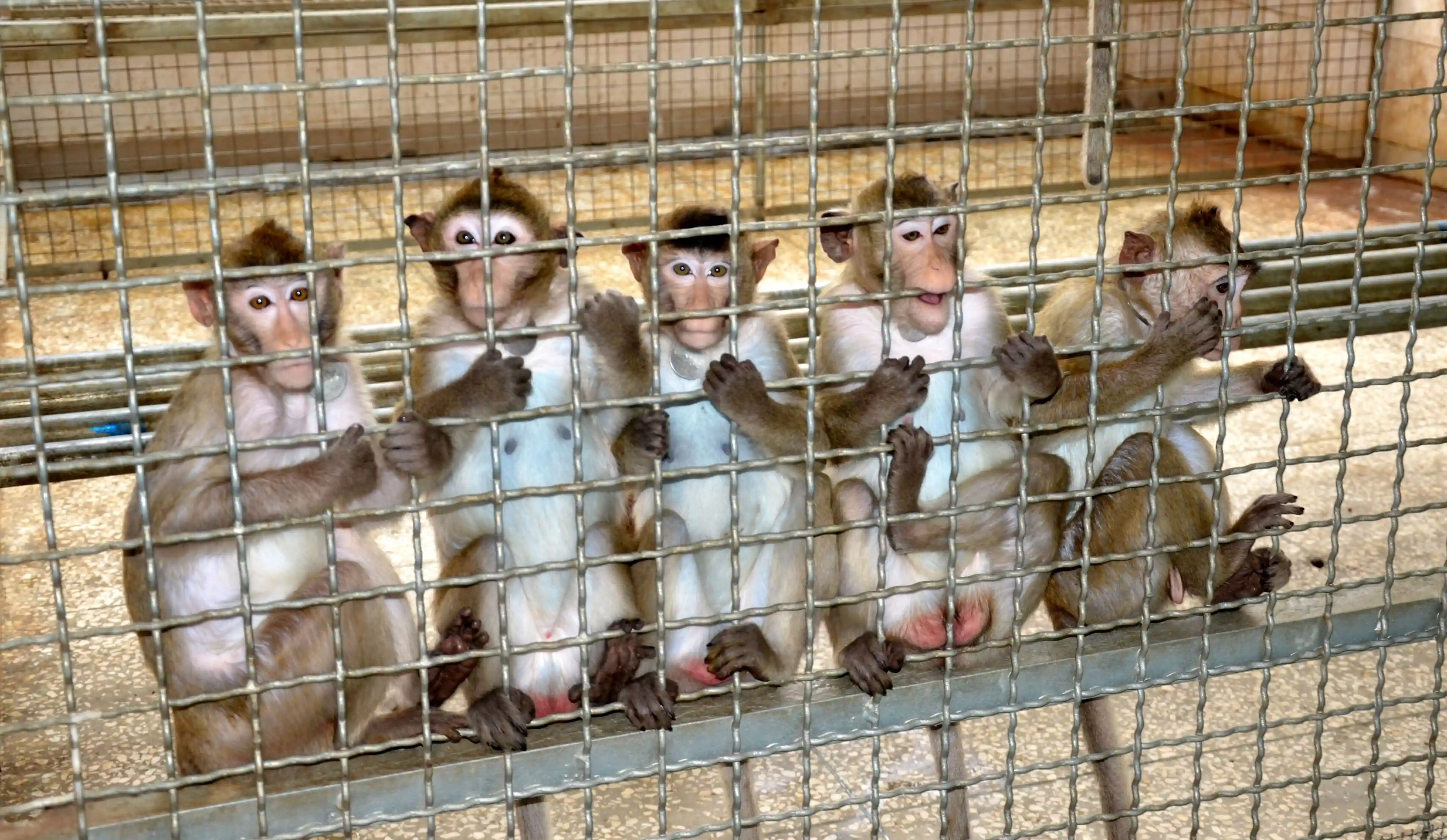 23万元“一猴难求”，科研能否不用猴子？| 新京报专栏