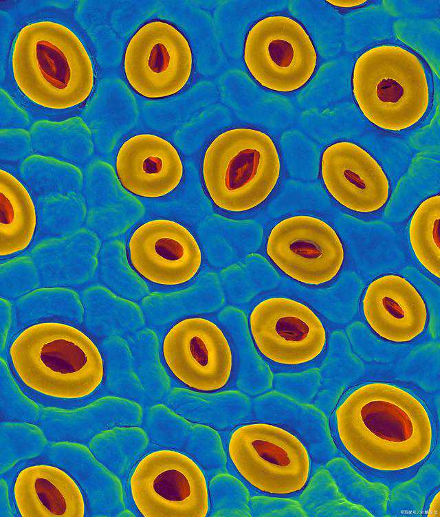 生完孩子把胎盘炖了吃，是“大补”还是“大害”？中医告诉你