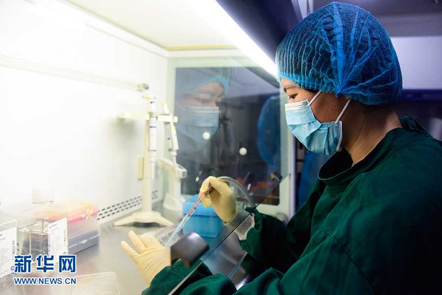 德国培育出与人类胚胎心脏相似的“微型心脏”