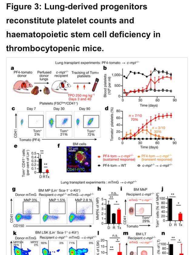 九院韦敏 | 吸脂前，请先了解皮下脂肪结构