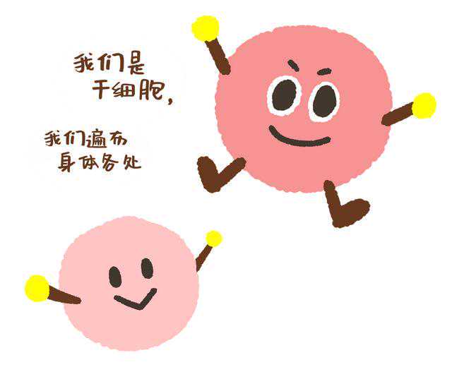 成纤维细胞现在可以用来静脉注射吗？