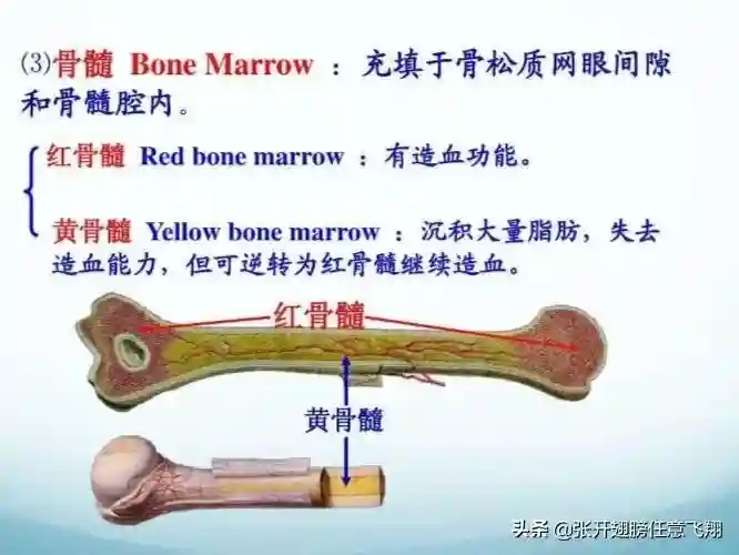 成年人的身体里主要造血器官是什么