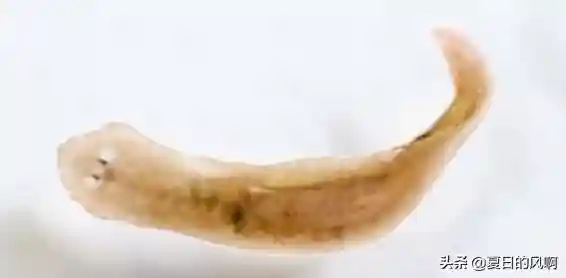 把再生能力做到极致，寿命无限长，只有扁平虫做到了