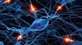 人类多能干细胞培养出皮肤“类器官”，或将带来一种可以研究人类皮肤发育的工具