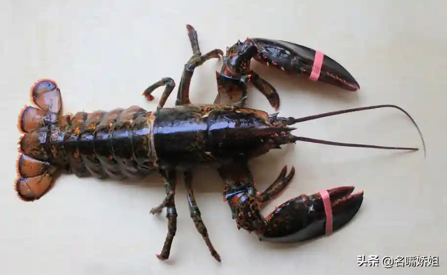 拥有长生不老秘诀，从猪饲料到名贵食材的逆袭，龙虾究竟有多神奇