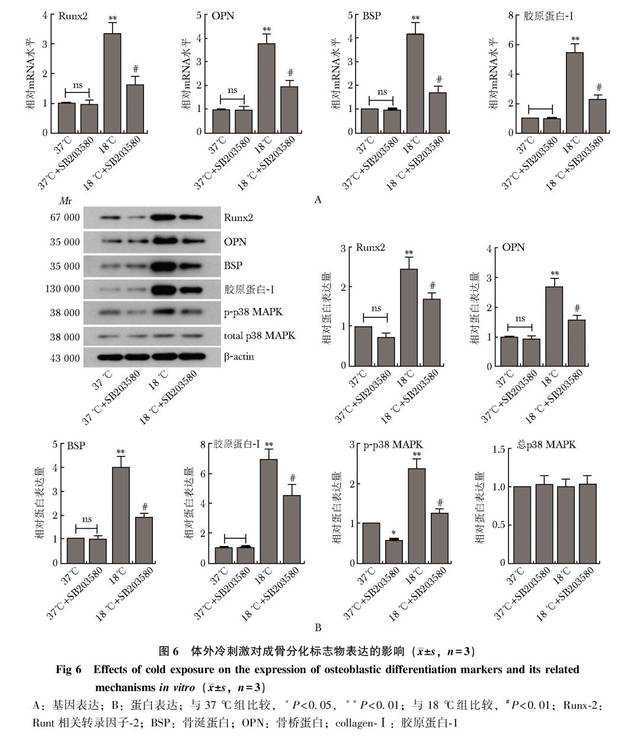 临床级细胞的微环境工程（一）：常见的细胞疗法