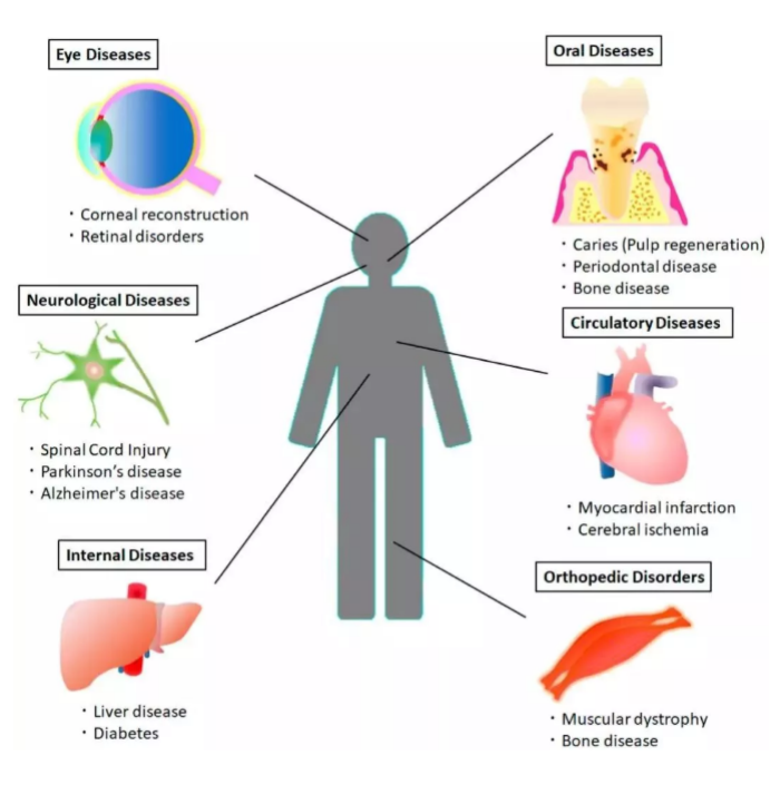 关于胎牛血清知识问答（三）威正科普