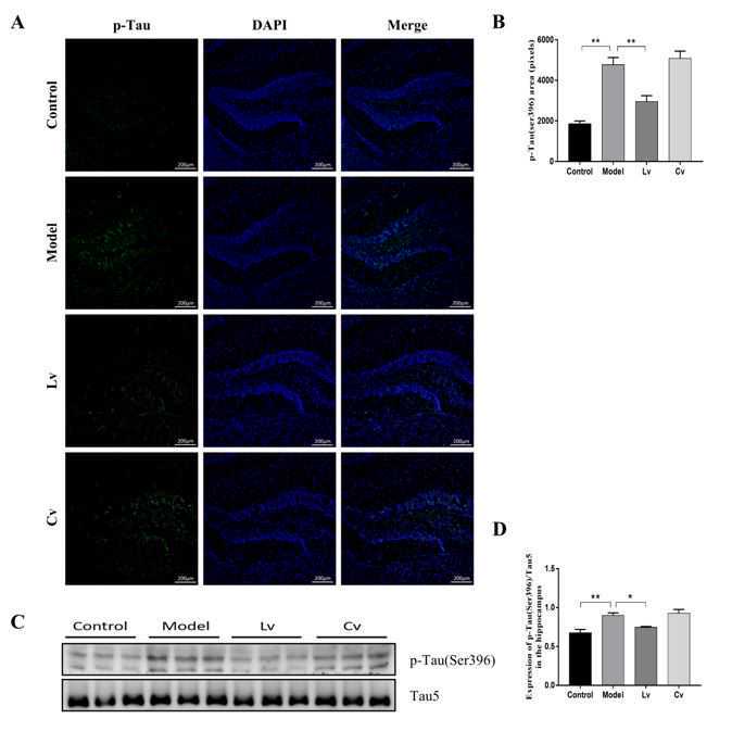 人造肉概念股今日大涨，天宝食品：暂无植物蛋白肉产品