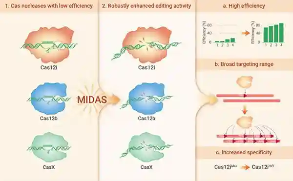 动物所建立蛋白工程化改造新方法和基于Cas12i的基因编辑新工具