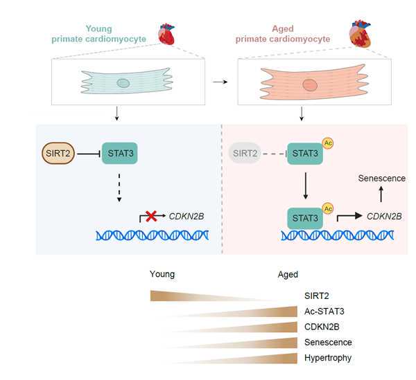 十种活血化瘀的中成药