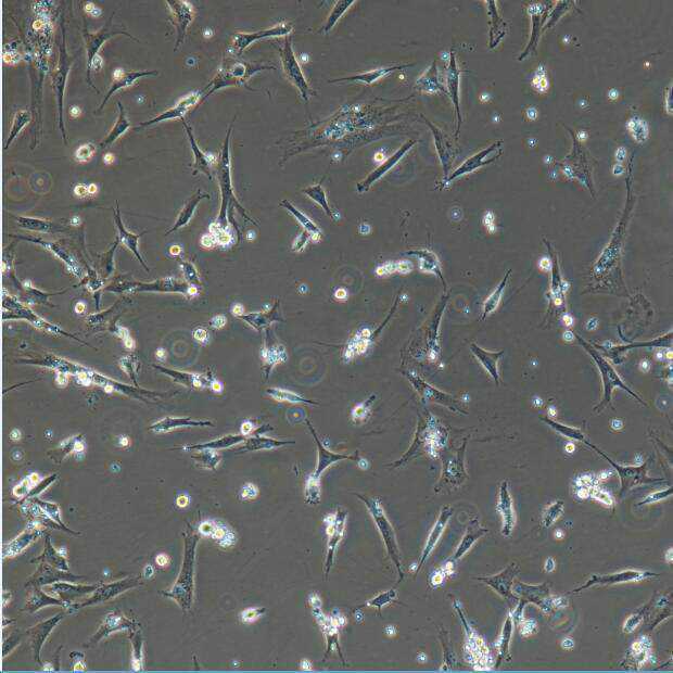 用一个细胞培养出一条手臂？