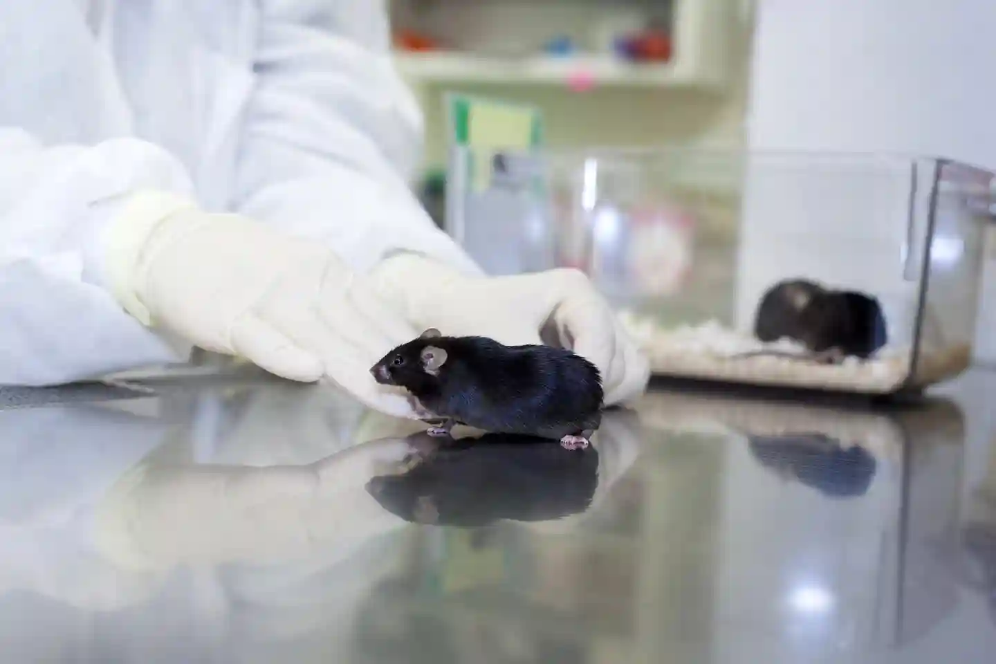 两个父亲也能繁衍后代