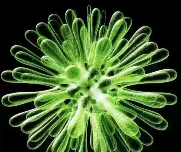 南方医科大顺德医院首例非血缘异基因造血干细胞移植顺利出舱