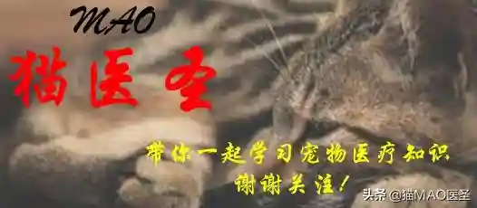 猫咪狗狗也会的高血脂，怎么回事，严重吗，好不好治疗