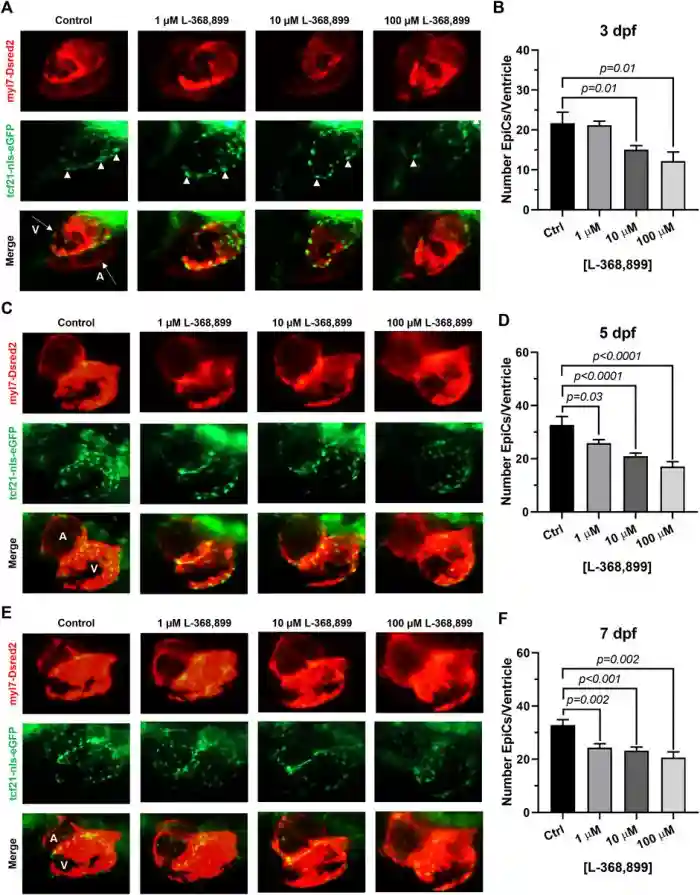 科学家发现"爱的荷尔蒙" - 催产素实际上可以用来修复心脏