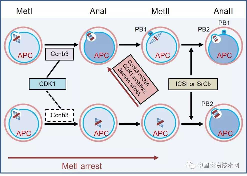 贫血导致骨髓纤维化？其实还有4个原因，可能发生在婴儿身上