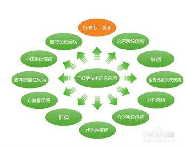 植物干细胞